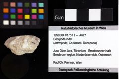 Foto (Objket + Etiketten) von Goniodromites sp. 